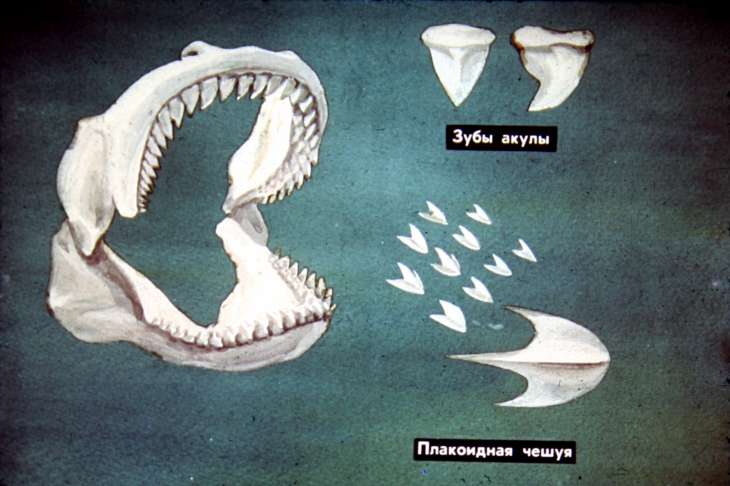 Чешуя и зубы акулы.