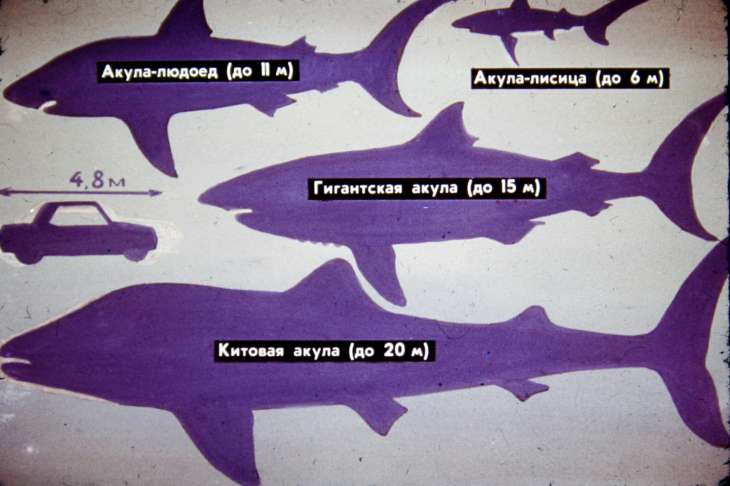 Сравнительные размеры акул.