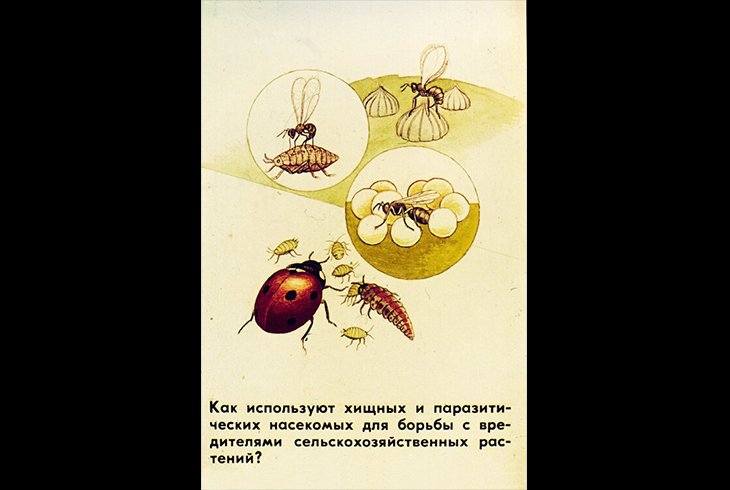 Использование хищных и паразитических насекомых в борьбе с вредителями с/х растений.