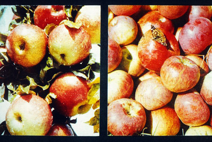 1. Урожай свежих яблок.