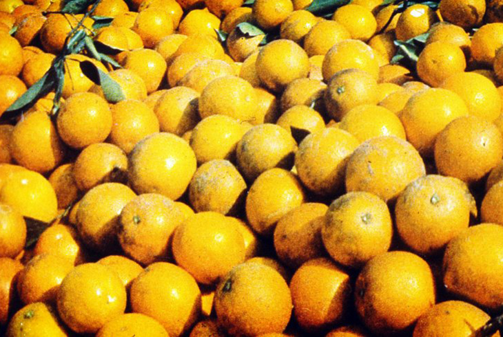 10. Урожай апельсинов.