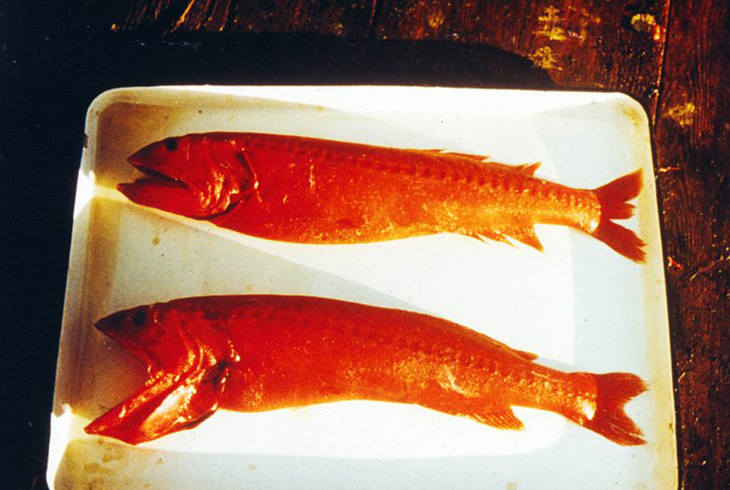 18. Барбоурисия – редкая рыба глубинных вод океана.