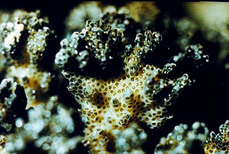 6. Часть колонии рафостроящих кораллов.