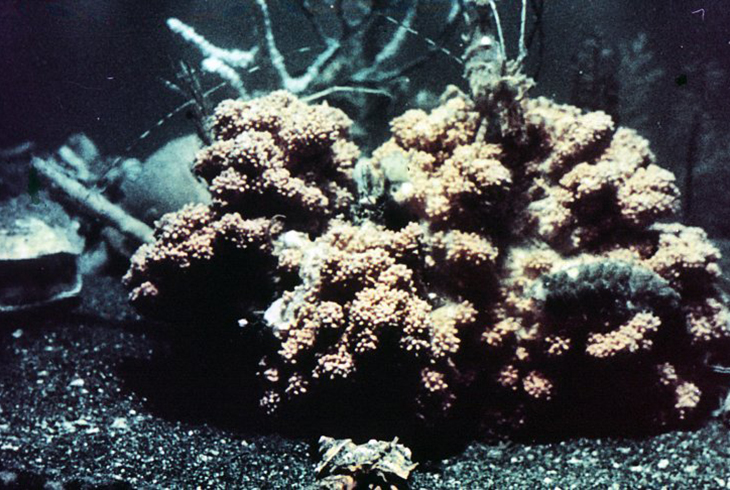 12. Редкое животное Японского моря – мягкий коралл альционария.