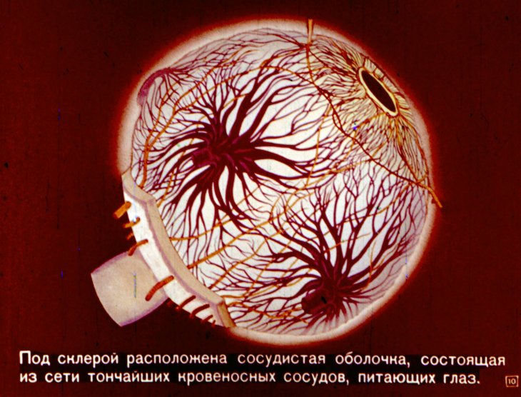 Орган зрения человека