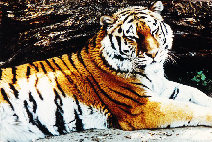 5.	Амурский тигр.