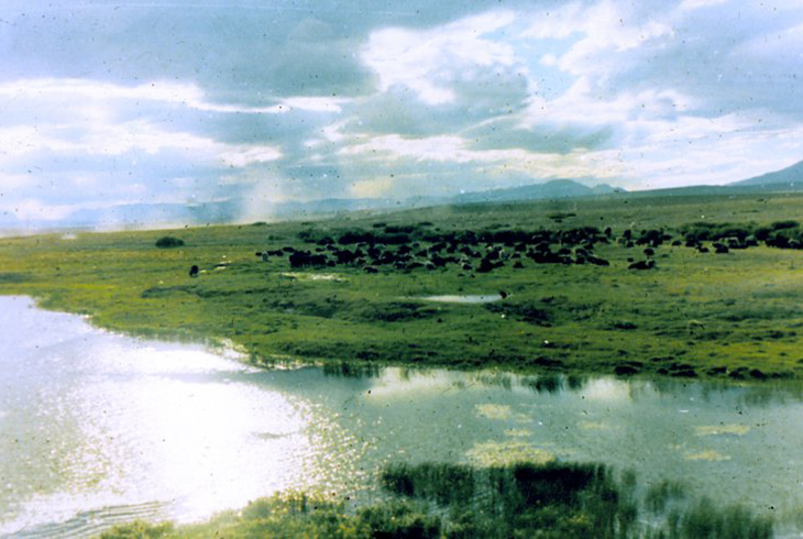 4.	Горный Алтай. Телецкое озеро. Альпийские луга для отгонного животноводства.