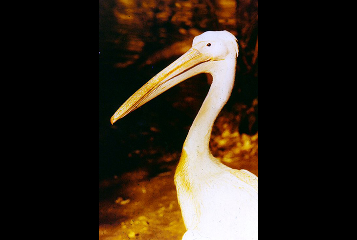 18. Розовый пеликан. Сокращающийся в числе вид. Обитает в Молдавии в низовьях Днепра.