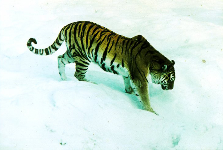 13. Амурский тигр. Численность около 150 особей.