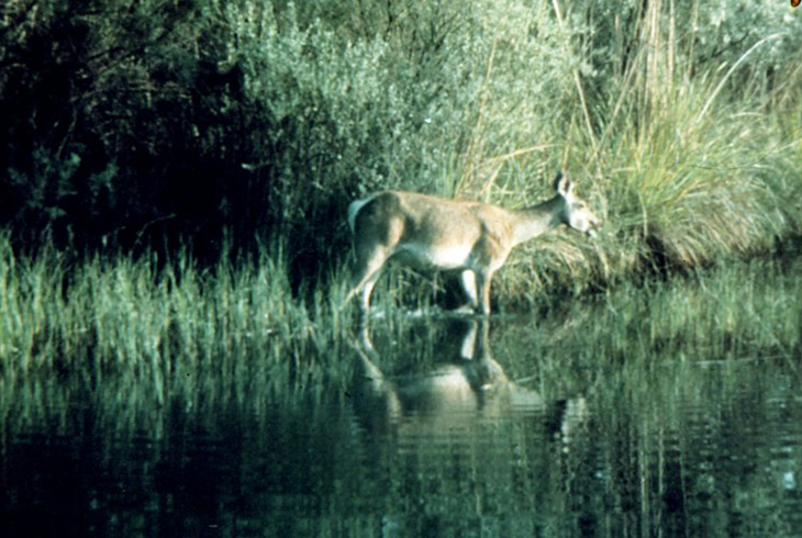 5. Бухарский благородный олень. Насчитывается около 600 голов.