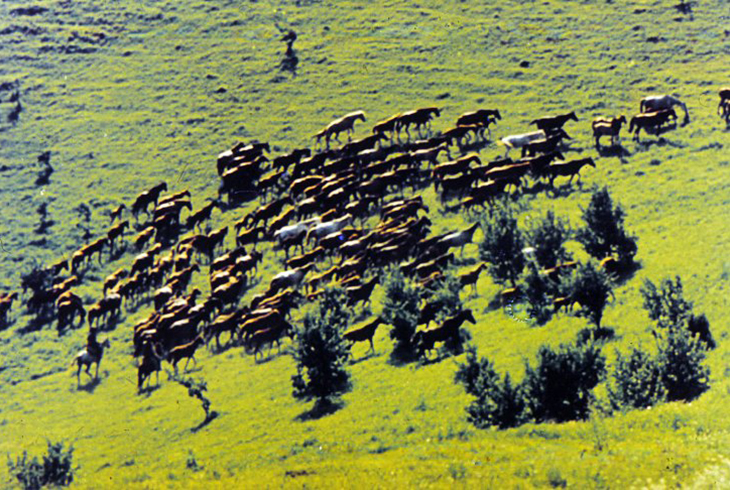 20. Табун лошадей на выпасе в горах.