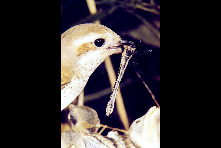 17. Самка сорокопута-жулана кормит птенцов.