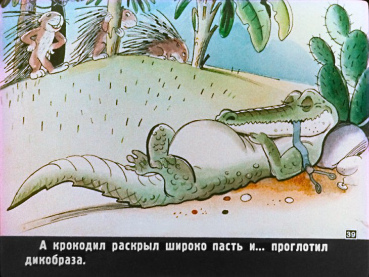 Как крокодил дикобраза проглотил