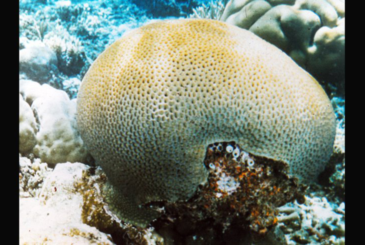 Коралл поритес