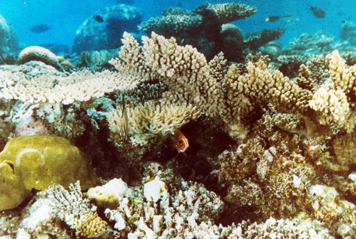 Мадрепоровый коралл