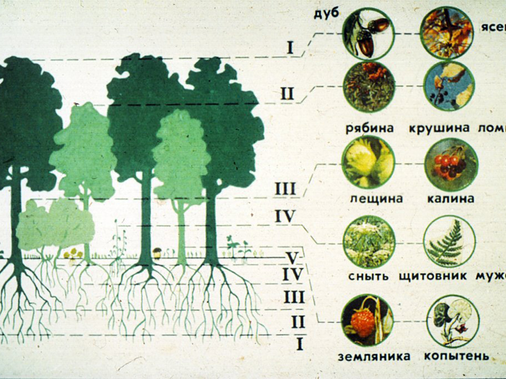 Схема строения растительного сообщества дубравы.
