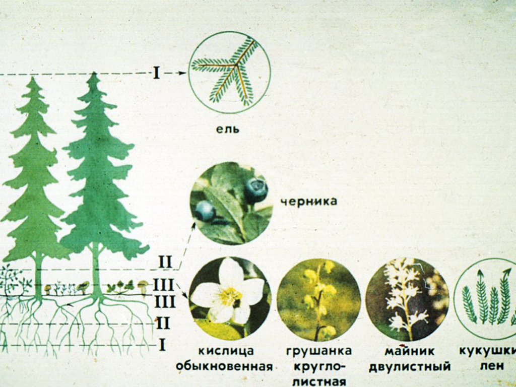 Схема строения растительного сообщества ельника.