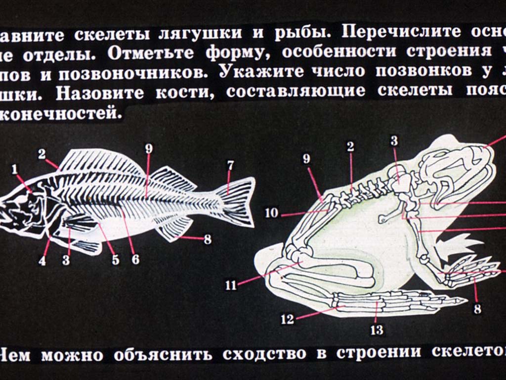 Сравнение скелета лягушки и рыбы.