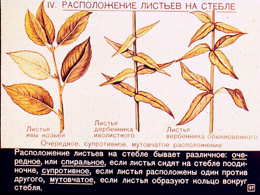 Строение и разнообразие листьев