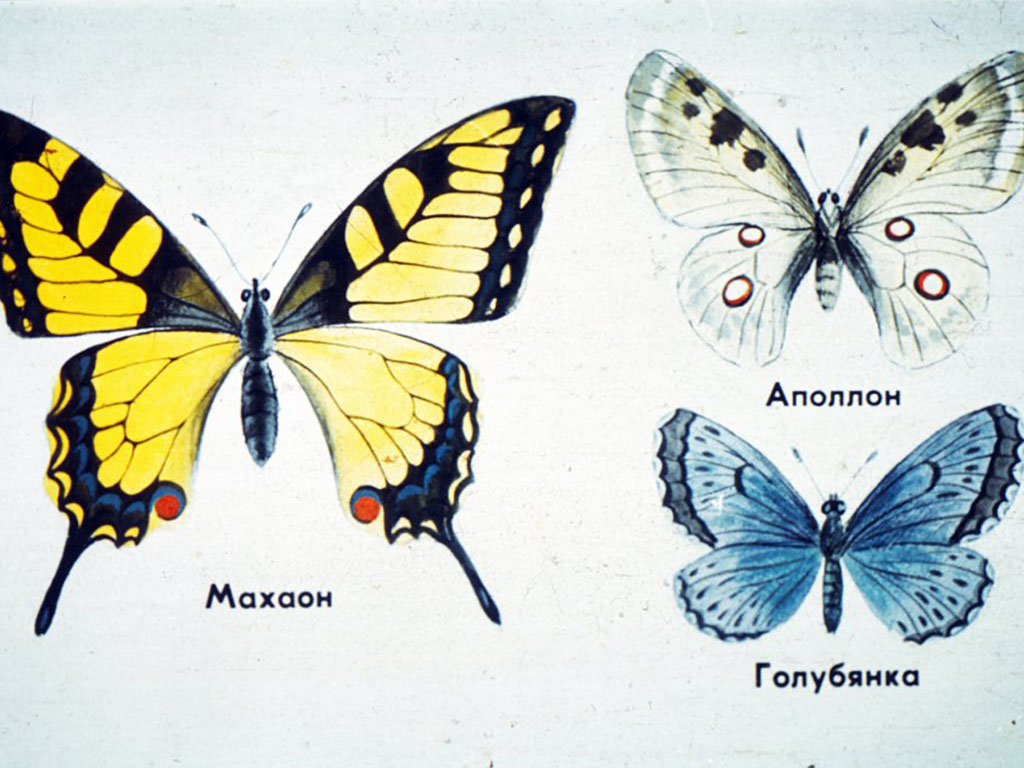 Бабочки.