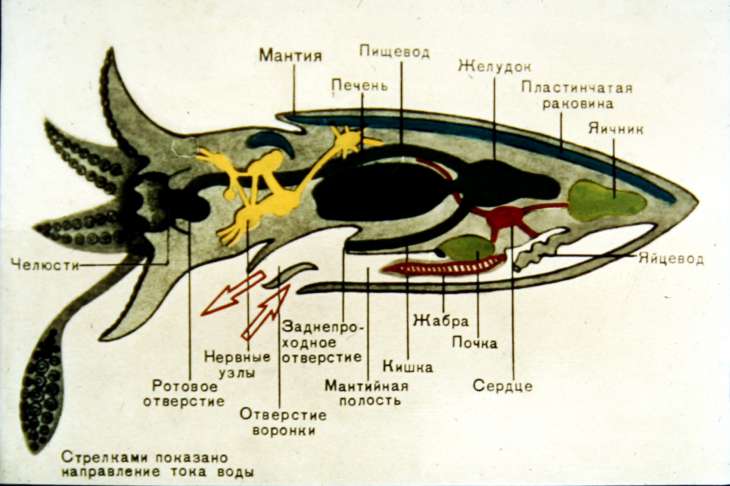 Схема внутреннего строения кальмара