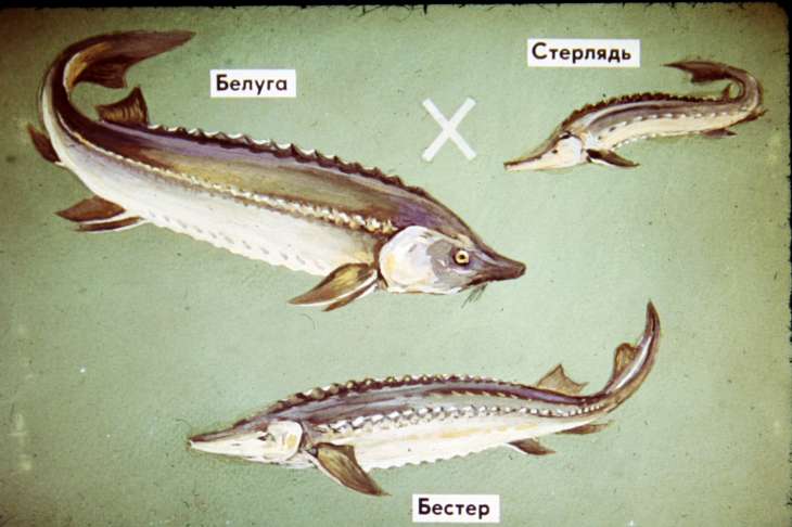 Гибрид осетровой рыбы (бестер).