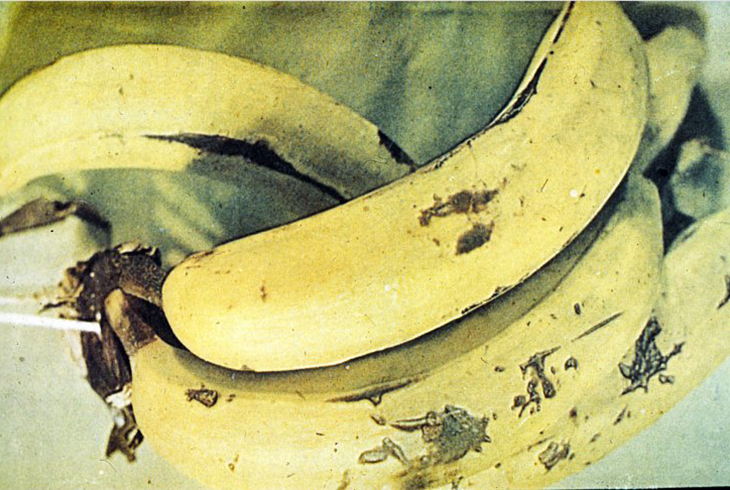 12. Бананы.