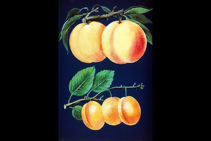 5. Персики и абрикосы.