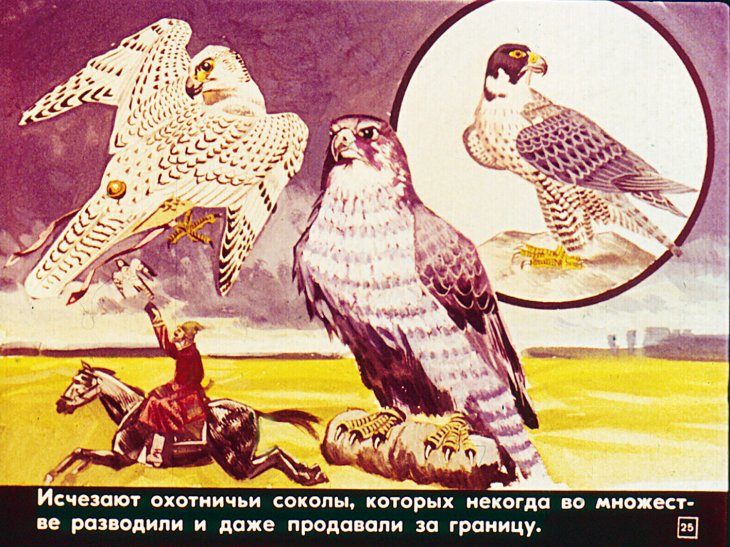 Животные Красной книги СССР