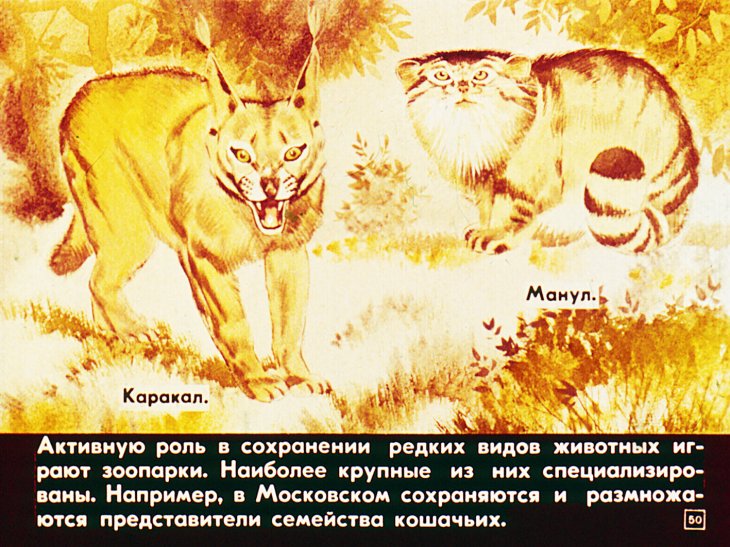 Животные Красной книги СССР