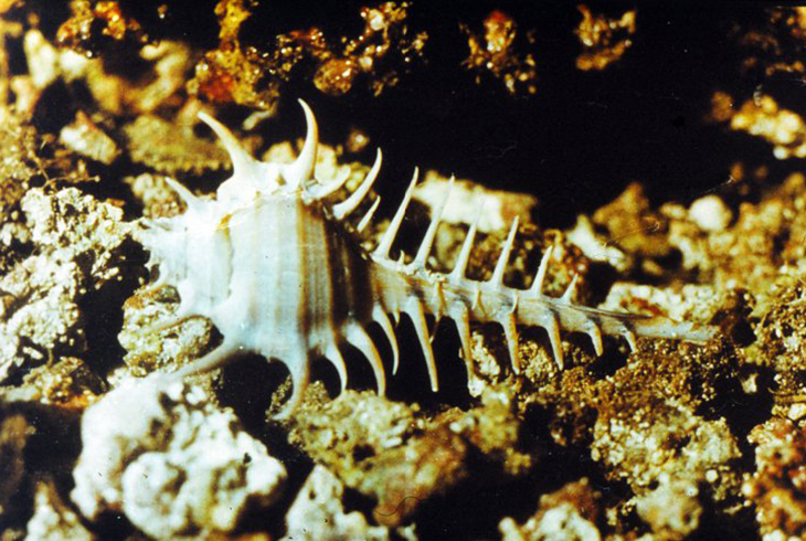 8. Брюхоногий моллюск мурекс.
