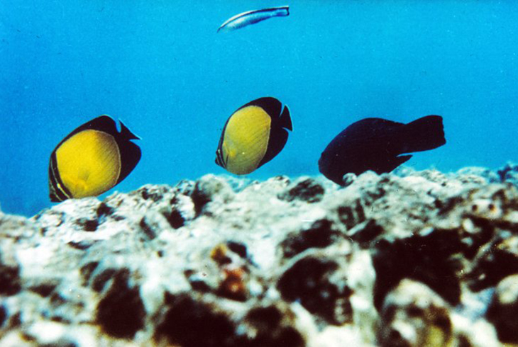 5. Коралловый риф. Рыбы-бабочки, рыба-попугай и губан.