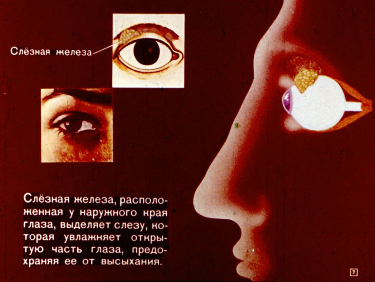 Орган зрения человека