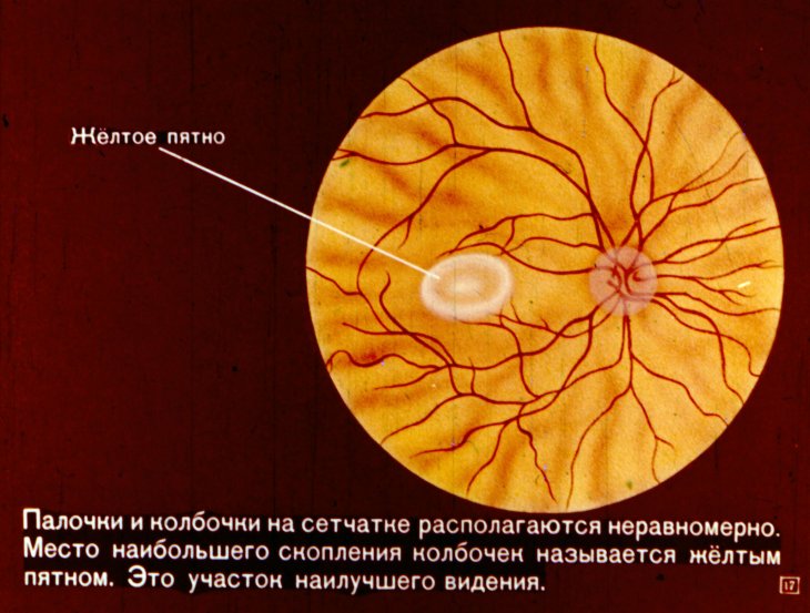 Вижу желтое пятно. Слепое пятно это место выхода зрительного нерва. Место выхода зрительного нерва из сетчатки. Место выхода глазного нерва.