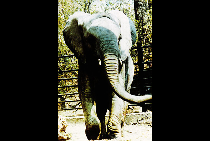 10. Африканский слон.