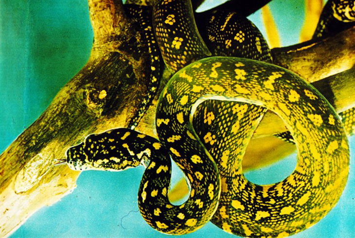 10. Гондурасская молочная змея.