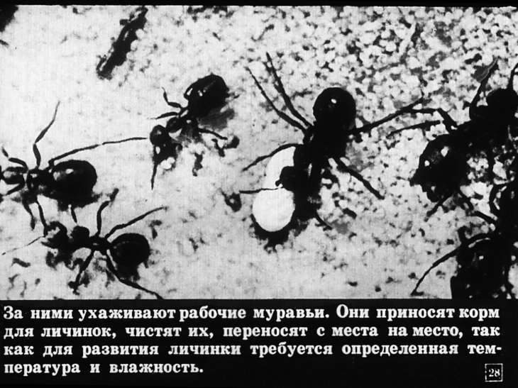Хищные жуки, муравьи, наездники