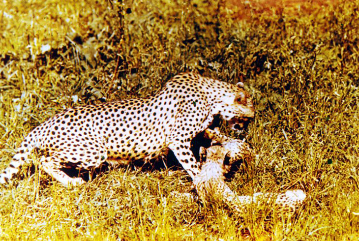 23.	 Гепард. Последняя достоверная встреча  с гепардом зафиксирована в 1973 г.