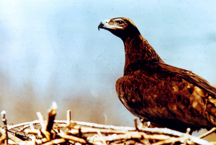 4.	 Степной орел. Распространен в степях полупустынях. Численность – несколько десятков тысяч пар.