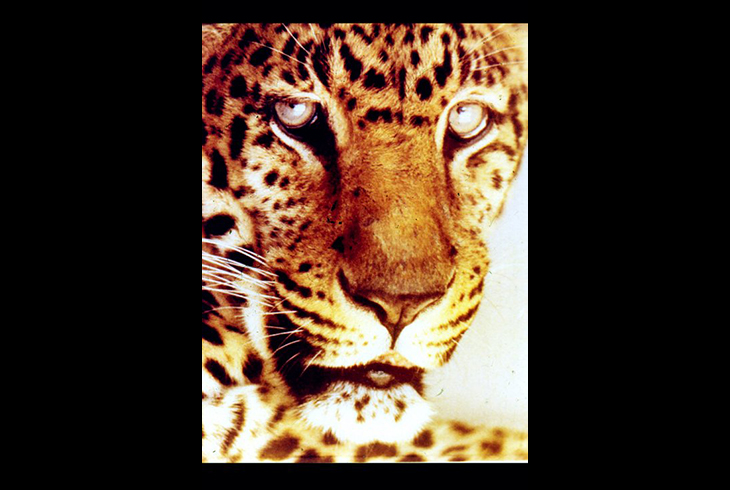 13. Восточно-сибирский леопард. Область обитания – юг Уссурийского края и Приамурья. Исчезающий вид.