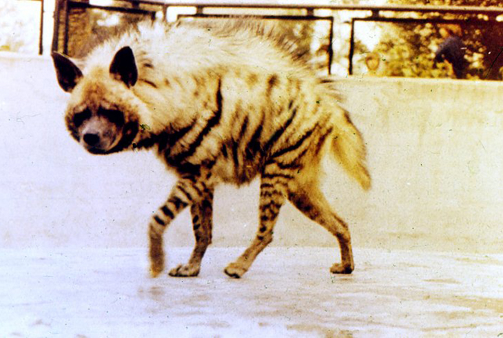 2.	 Полосатая гиена. Обитает в Закавказье не более 150 особей. Численность сокращается.