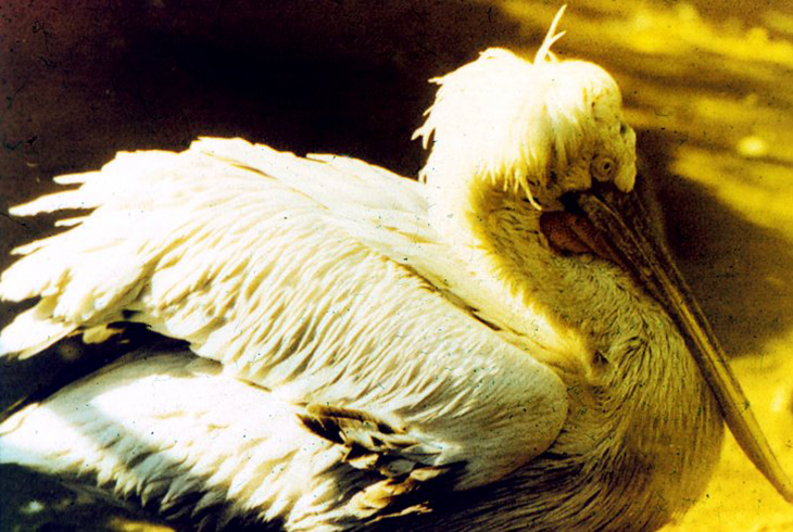 16. Кудрявый пеликан. Сокращающийся в числе вид. Обитает в Причерноморье, на Каспии и в Аральских морях.