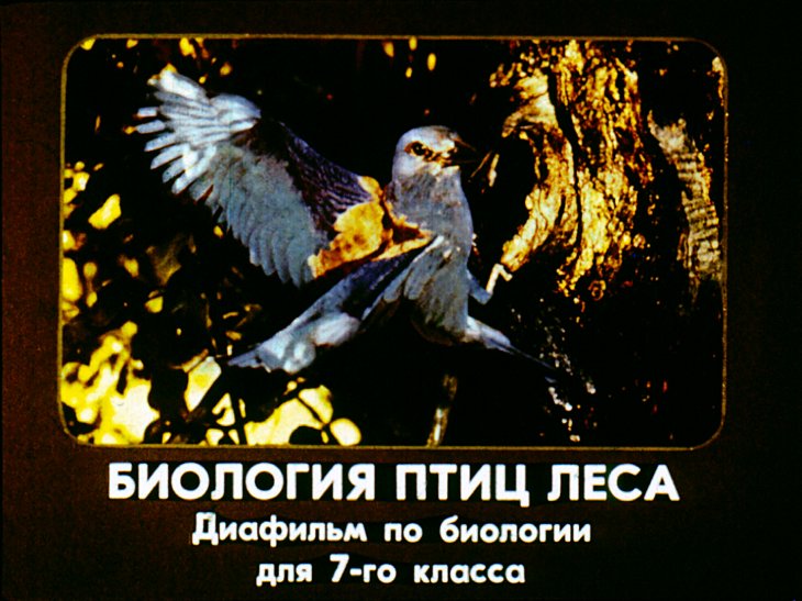 Биология птиц леса