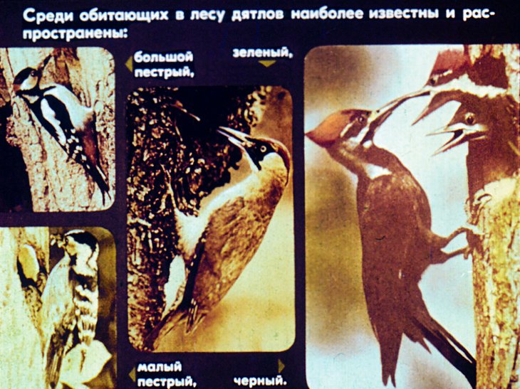 Биология птиц леса