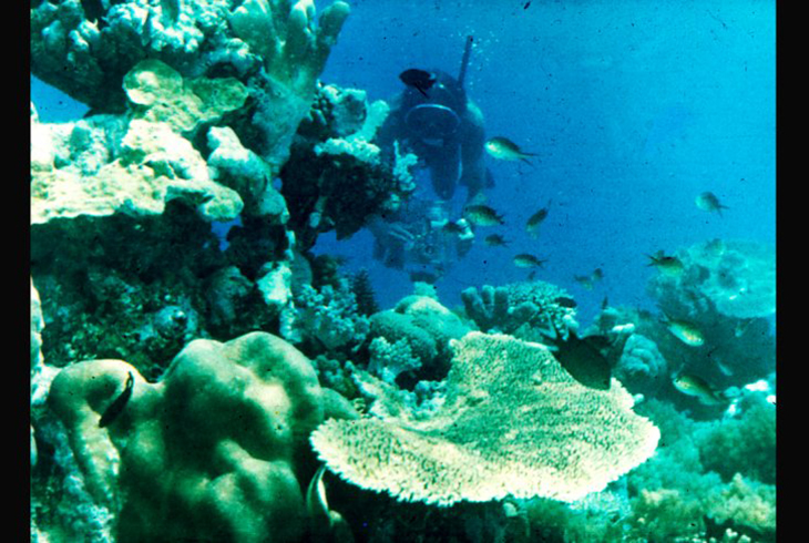 В лагуне на коралловом рифе