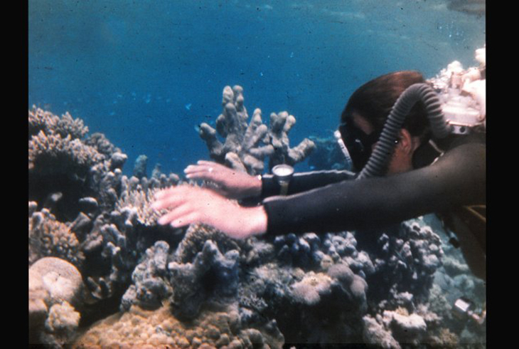 На коралловом рифе