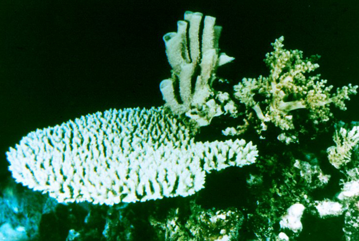 Мадрепоровый коралл, губка, альционария