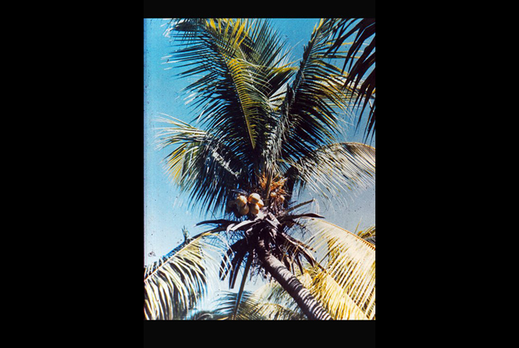 Кокосовая пальма – основной источник питания местных жителей