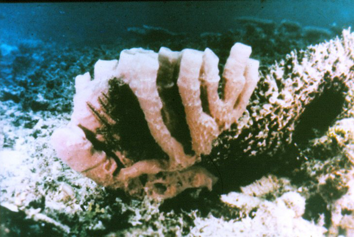 Губка и трава зоостера на месте погибшего рифа