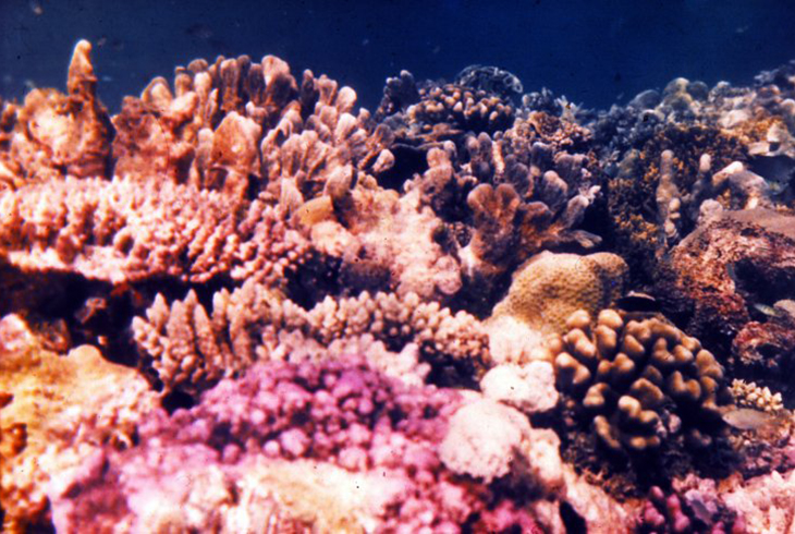 Коралловый риф начинается непосредственно от уреза воды
